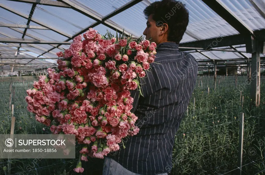 Italy, Campania, Ercolano, Man Picking Pink Carnations Growing Under Glass.