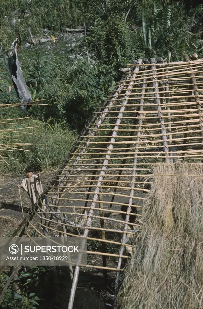 Colombia, Sierra De Perija, Yuko - Motilon, Gable End Of A Dwelling Being Thatched With Long Grass. Young Boy Onlooker In Typical Woven Cotton Toga. Maize Being Grown Behind.