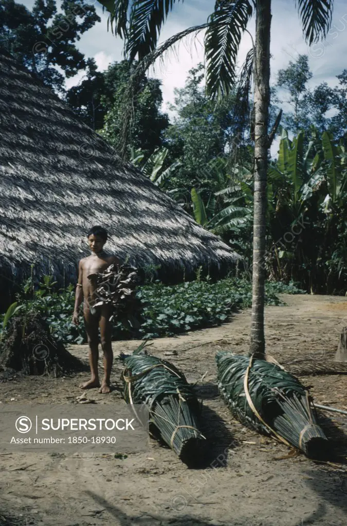 Colombia, Vaupes Region, Tukano Tribe, Man Carrying Dried Yarumo Leaves For Coca Process. Bundles Of Fresh Palm Leaves In Foreground For Re-Thatching Maloca / Longhouse Roof.
