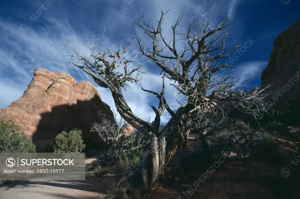 Usa, Utah, Arches National Park. Juniper Tree And Gorge With Dramatic Cloud Formation