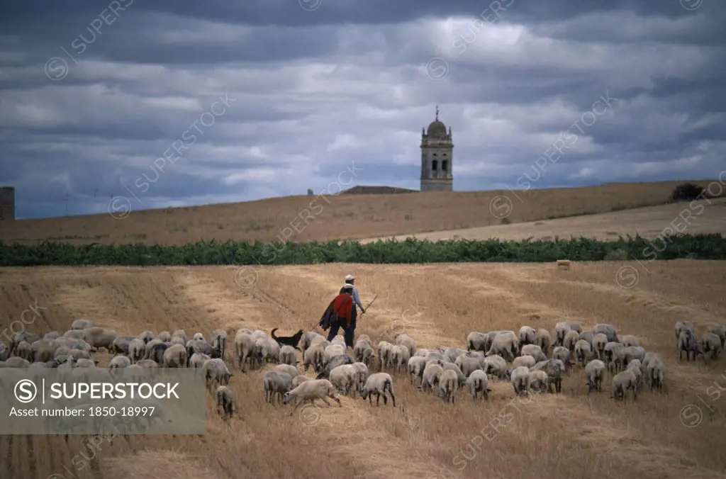 Spain, Agriculture, Shepherds With Flock On Stubble Field With Church Bell Tower In Distance Behind.