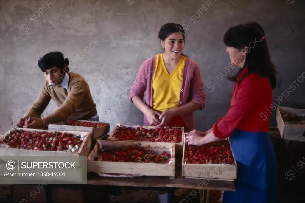 Chile, Agriculture, Packing Fruit For Export On Strawberry Farm.