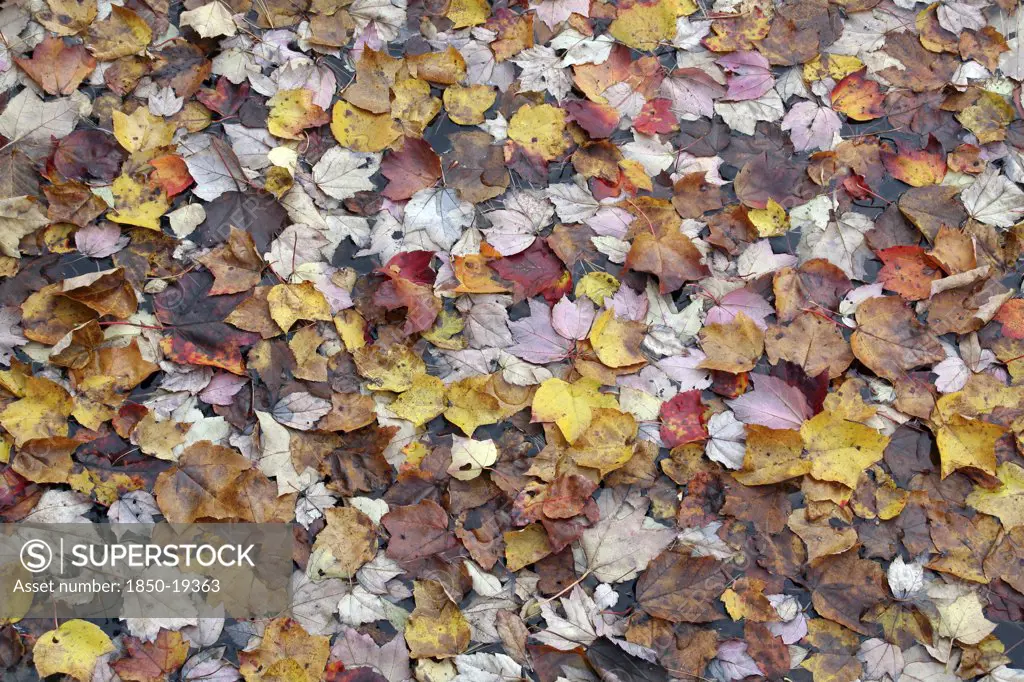 Usa, New Hampshire, Nelson, 'Autumn Foliage, Fallen Leaves Floating On Center Pond'