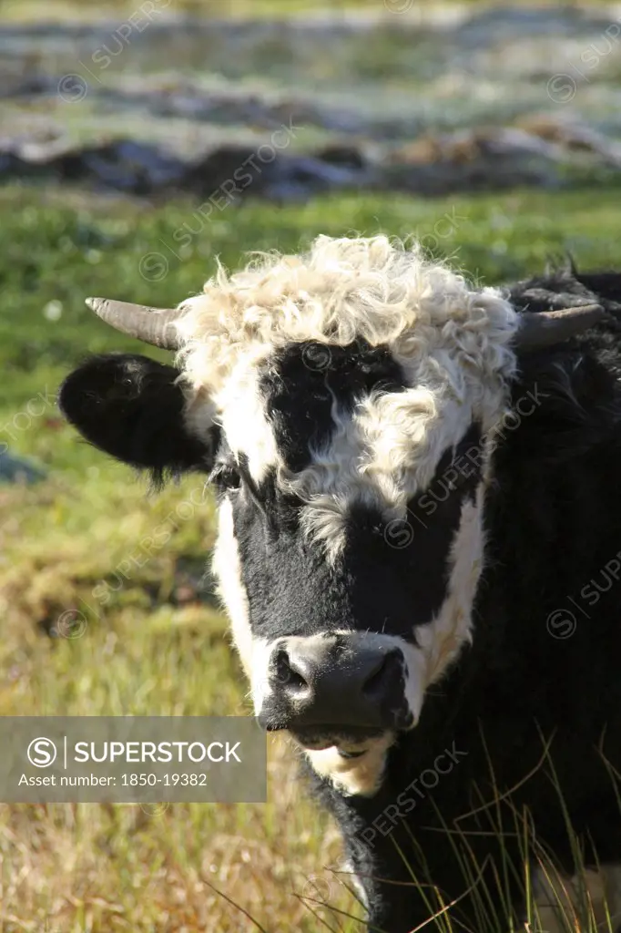 Usa, New Hampshire, Farming, Cow