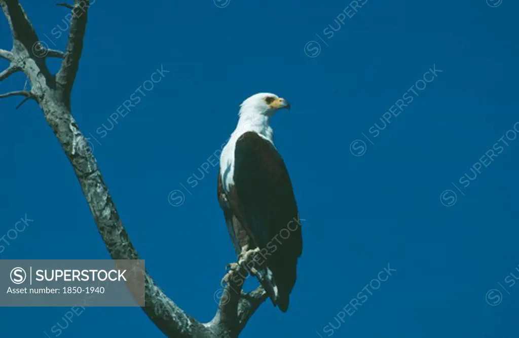 Wildlife, Birds, African Fish Eagle, African Fish Eagle (Hallaeetus Vocifer) Sitting In A Tree Looking To The Side At Amboseli Kenya