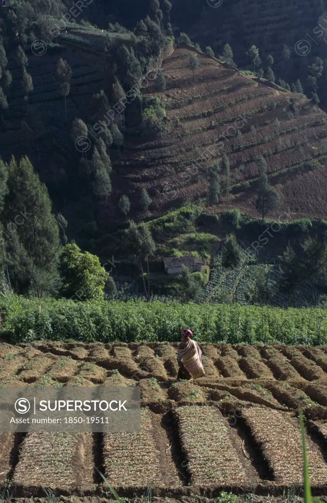 Indonesia, Java, Mt Bromo, Woman Amongst Crops In Terraced Foothills.