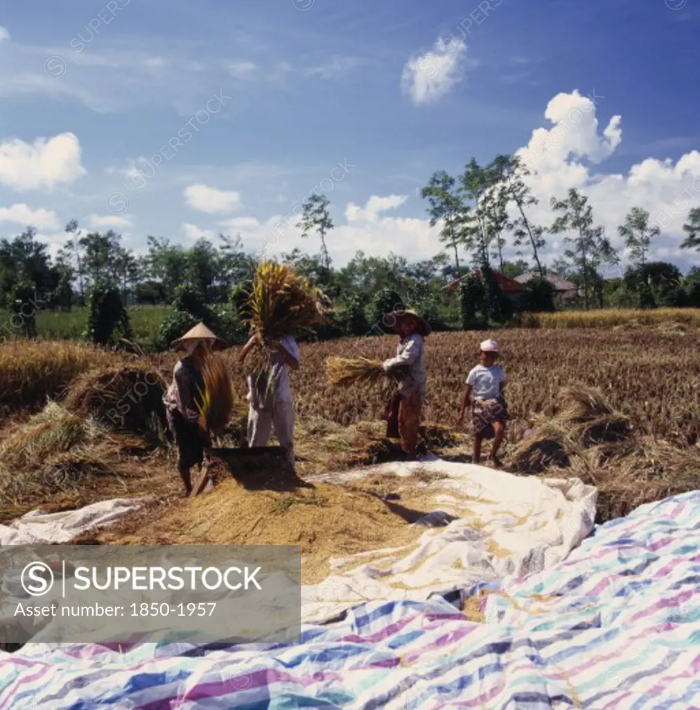 Indonesia, Lombok, Praya, 'Workers Threshing Rice On Plastic Mat, Rice Field & Huts In Background '