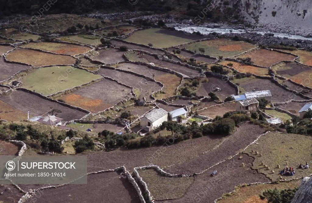 Nepal, Khumbu Region, Pangboche, Crops And Lifestock In Patchwork Of Terraced Fields And Sherpa Houses.