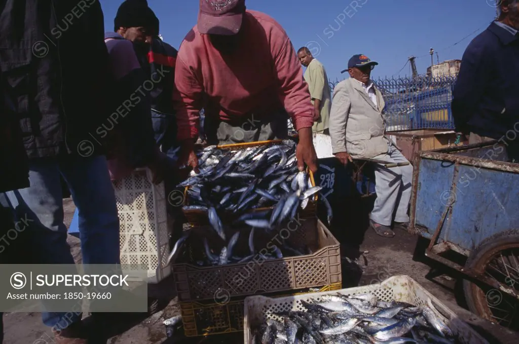 Morocco, Essaouira, Unloading Catch Of Freshly Caught And Salted Fish In Crates On Quayside.