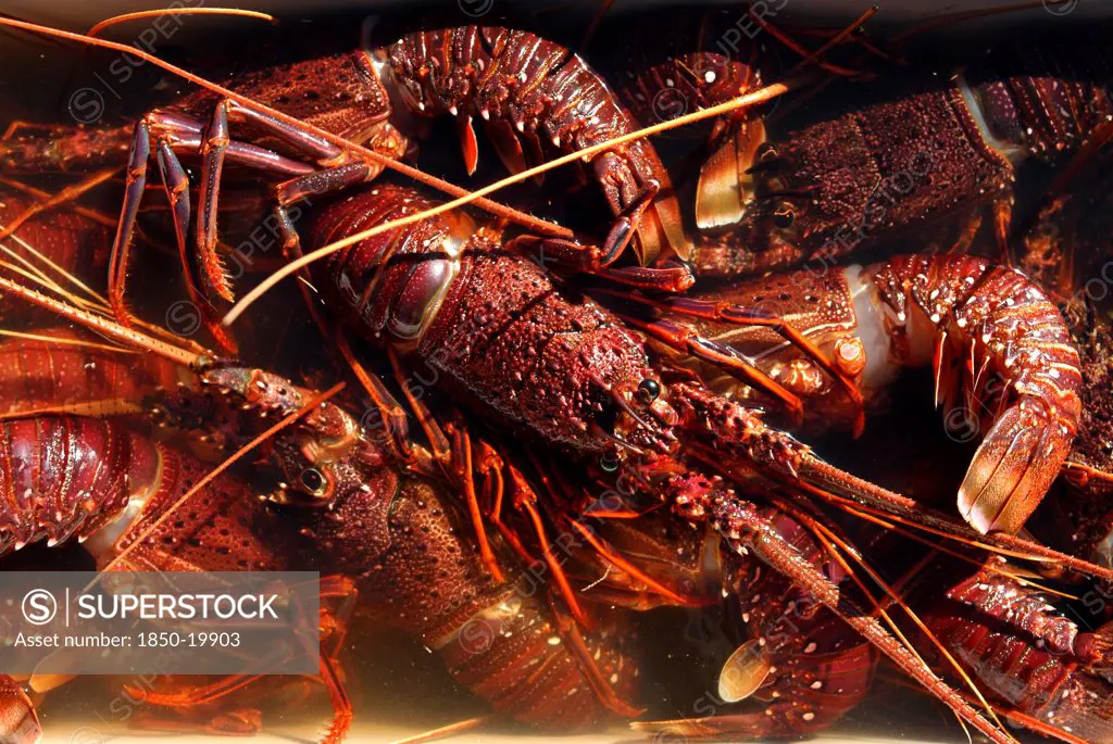 Australia, Western Australia, Dongara, Western Rock Lobster