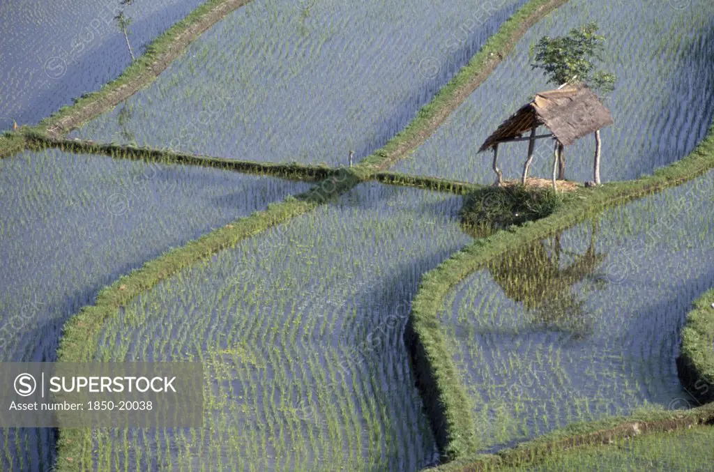 Indonesia, Bali, Farming, Rice Paddy Fields.