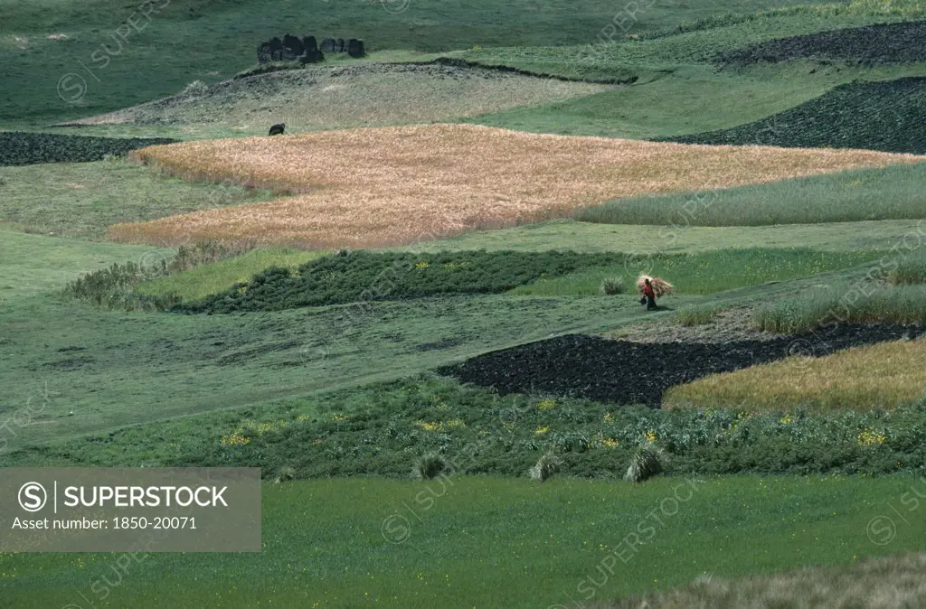 Ecuador, Zalaron, Distant View Of Woman Walking Through Patchwork Of Fields Bringing Hay Back To Her Village.