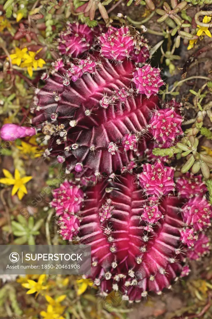 Close up of Star cactus.