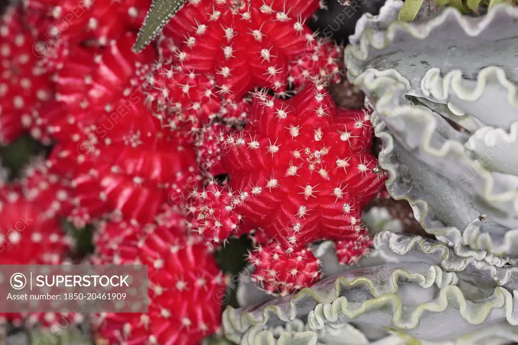 Close up of Red Star Cactus.