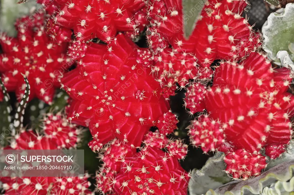 Close up of Red Star Cactus.