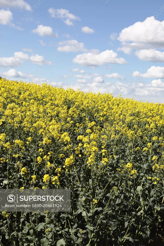 Agriculture, Crops, Oilseed Rape, Brassica napus oleifera  intensively grown on farm.