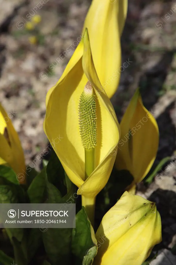 Yellow Skunk Cabbage, Lysichiton americanus