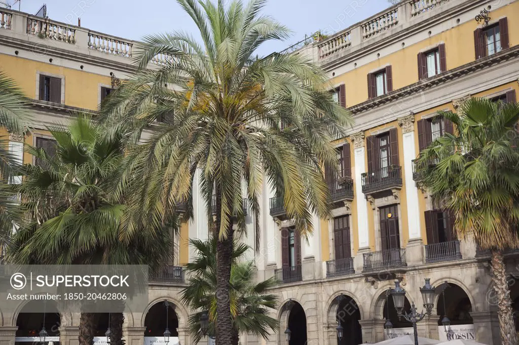 Spain, Catalonia, Barcelona, palm trees in Placa Reial.