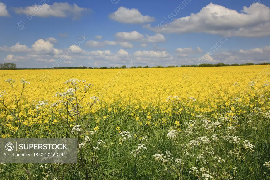 England, West Sussex, Arundel, field of bright yellow coloured Rape, Brassica napus, with cow parsley in the foreground.