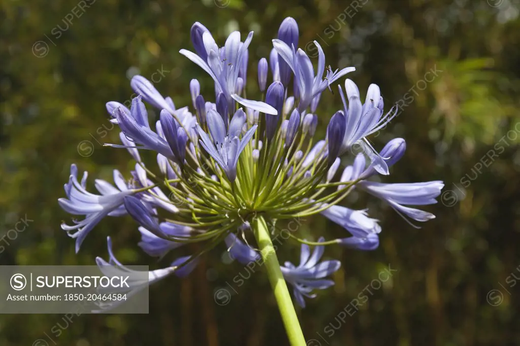 Agapanthus. Close up of Agapanthus africanus, umbel of blue, trumpet shaped flowers. England, West Sussex, Chichester.    