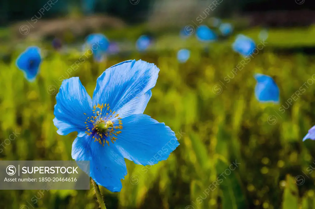 Himalayan blue poppy, Meconopsis betonicifolia. Field of blue poppies with single flower in immediate foreground.  Northern Ireland, County Down,    
