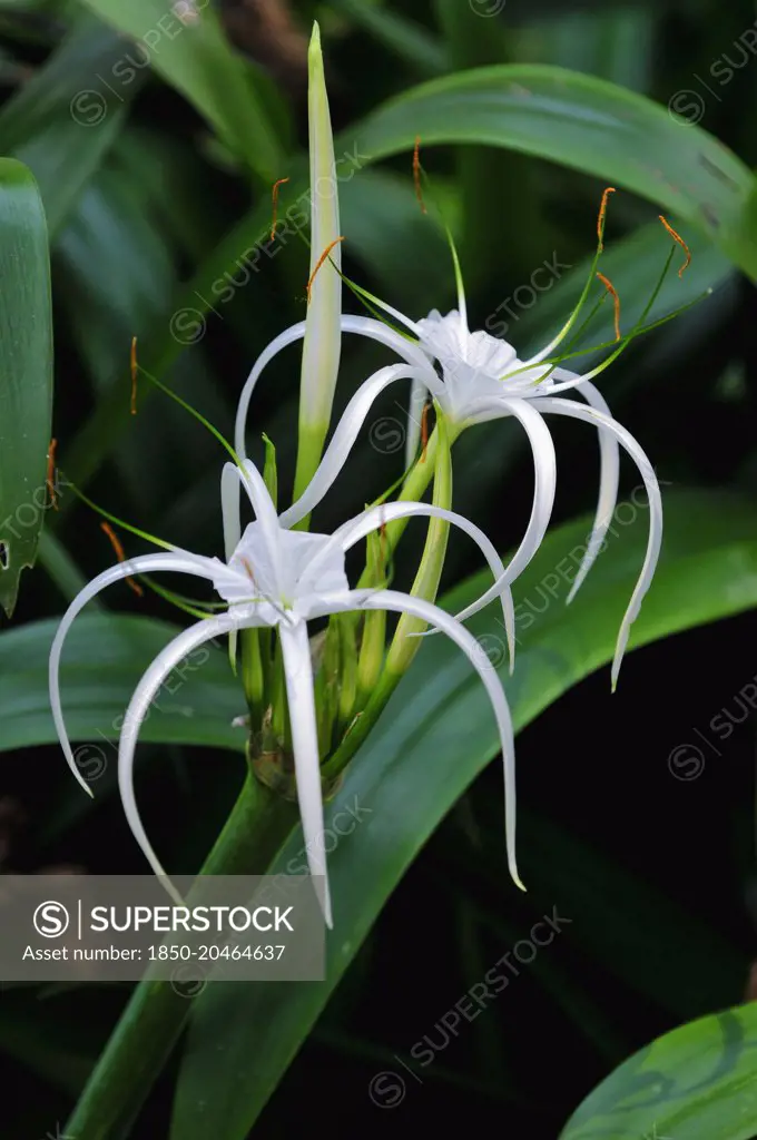Spider lily, Crinum asiaticum Amaryllidaceae. White flower with narrow, re-curved petals at the 2009 Flower Festival in Chiang Mai, Thailand.     