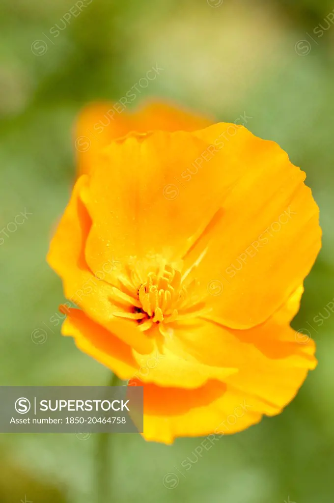 Single, orange flower of Californian poppy, Eschscholzia californica.     
