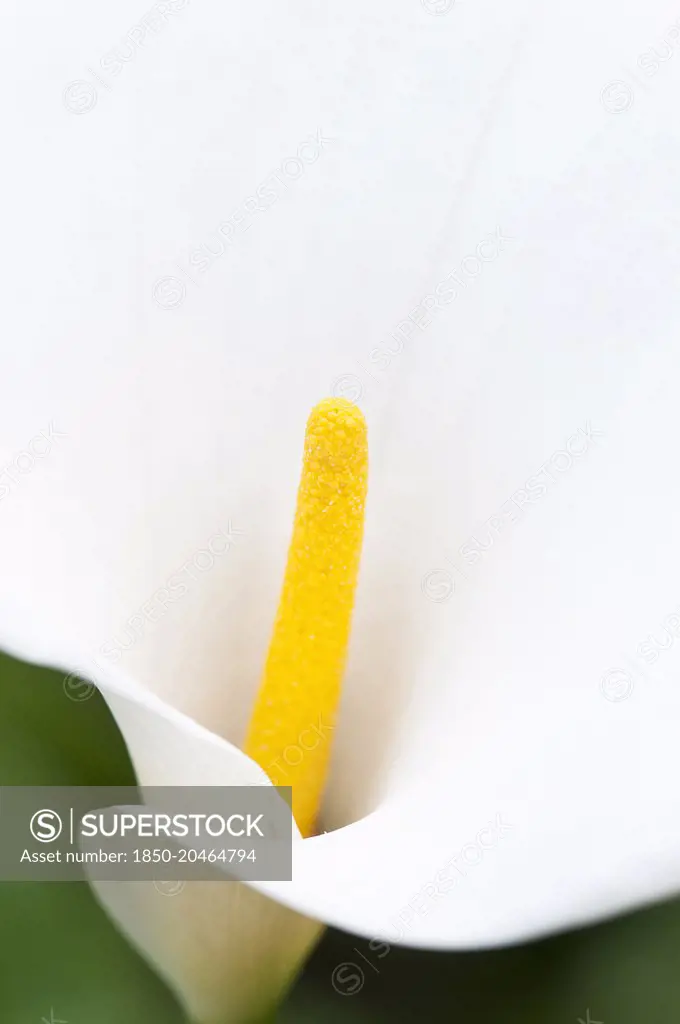 Lily. Close cropped view of single flower of Arum lily with white spathe and yellow spadix.    