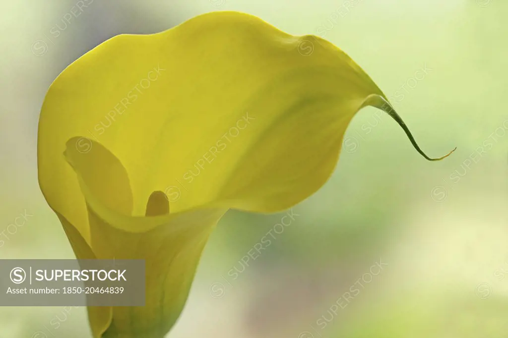 Calla lily. Single funnel shaped flower with yellow spathe and spadix.    