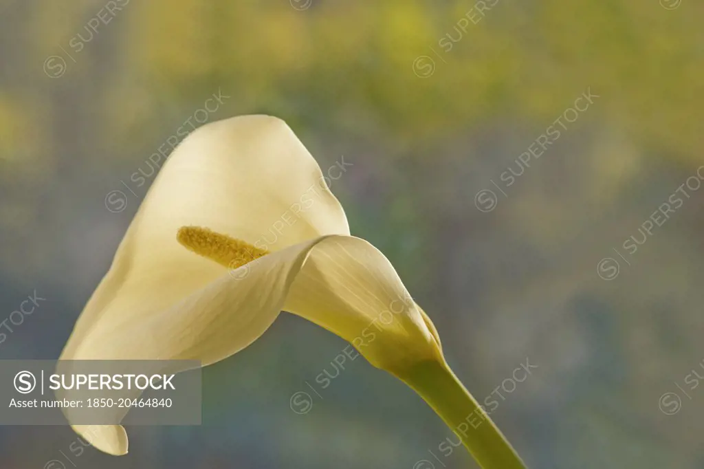 Calla lily. Single funnel shaped flower with white spathe and yellow spadix.    