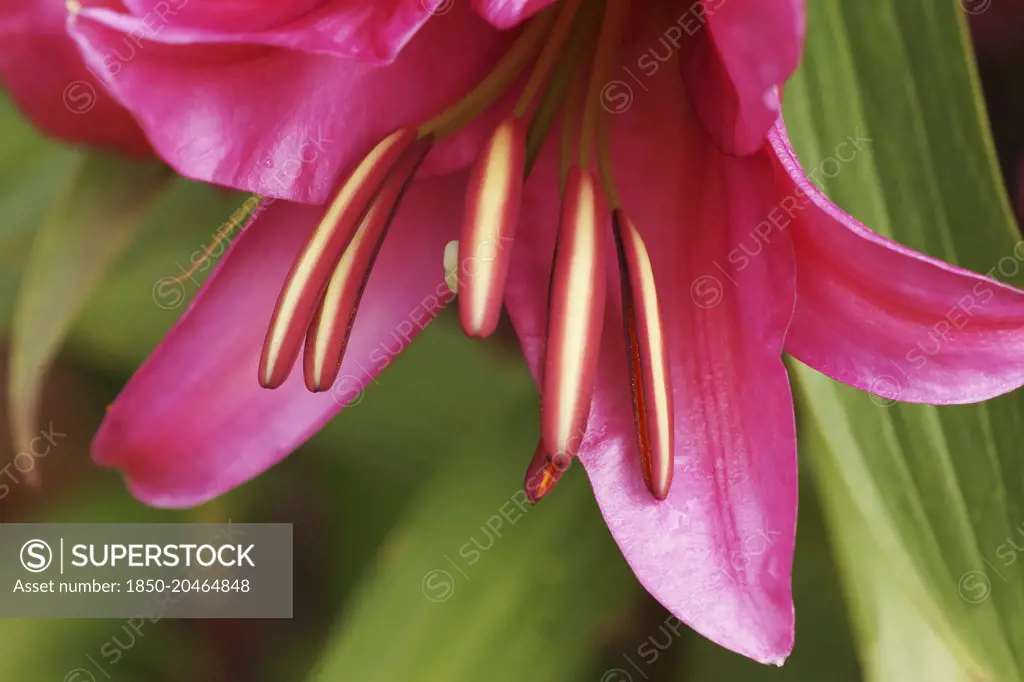 Lily. Close cropped view of dark pink single flower and protruding stamens.    