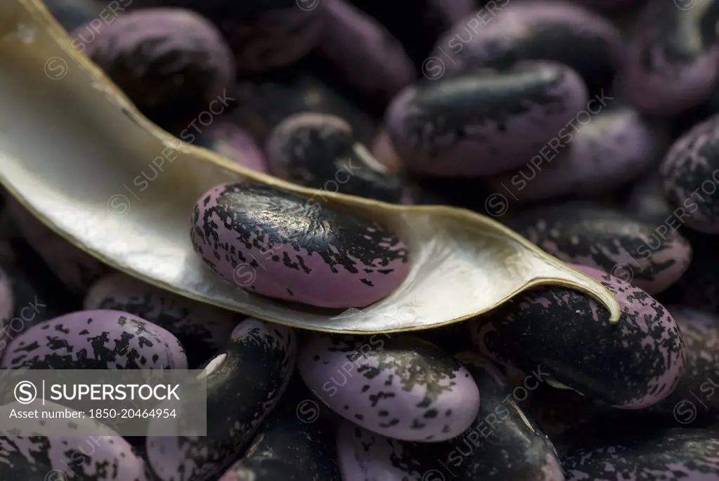 Runner bean, Phaseolus coccineus. Shelled beans of mottled black and purple colour with open, drying pod containing single bean lying on top.    