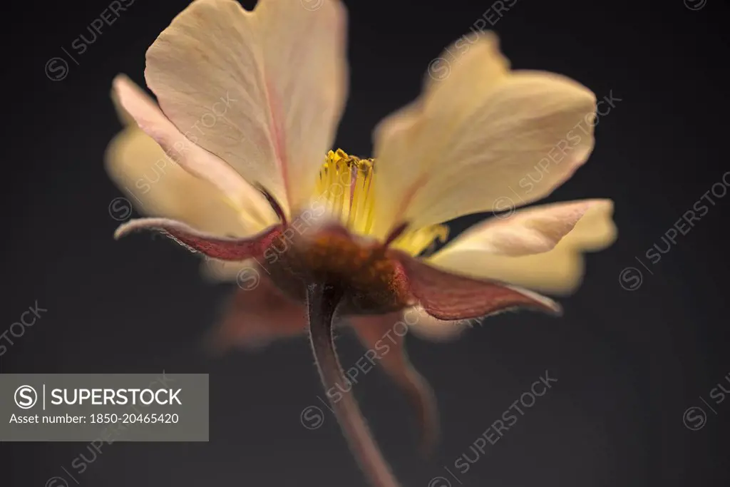 Avens, Geum 'Tangerine dream', viewed from underneath showing the sepals and stamen.