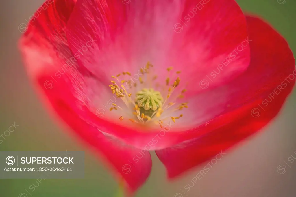 Shirley poppy, Papaver rhoeas Shirley series. red flower showing stamens and stigma.