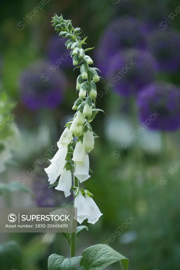 Foxglove, Digitalis purpurea albiflora, tall stem of the white flowers with purple alliums in soft focus behind.