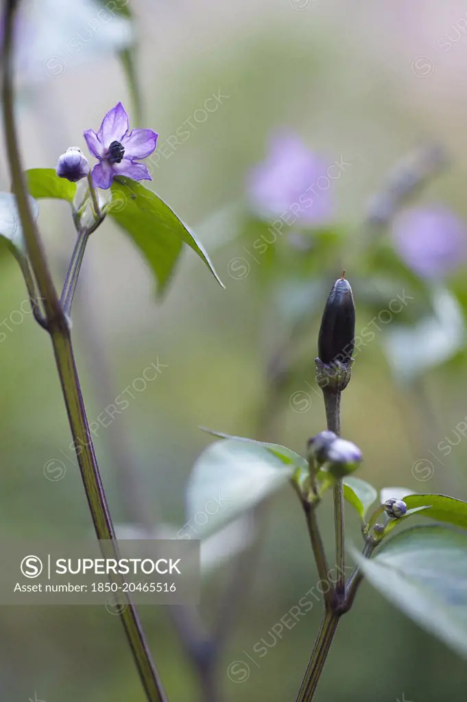 Chilli pepper, Capsicum annuum 'Zimbabwe black', purple flowers and buds with a small black chilli and purple tinged leaves.