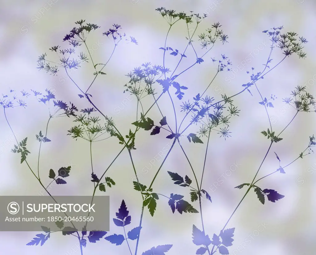Cow parsley, Anthriscus sylvestris. abstract silhouette of several stems, colour manipulated to green and purple on pastel mauve green background.