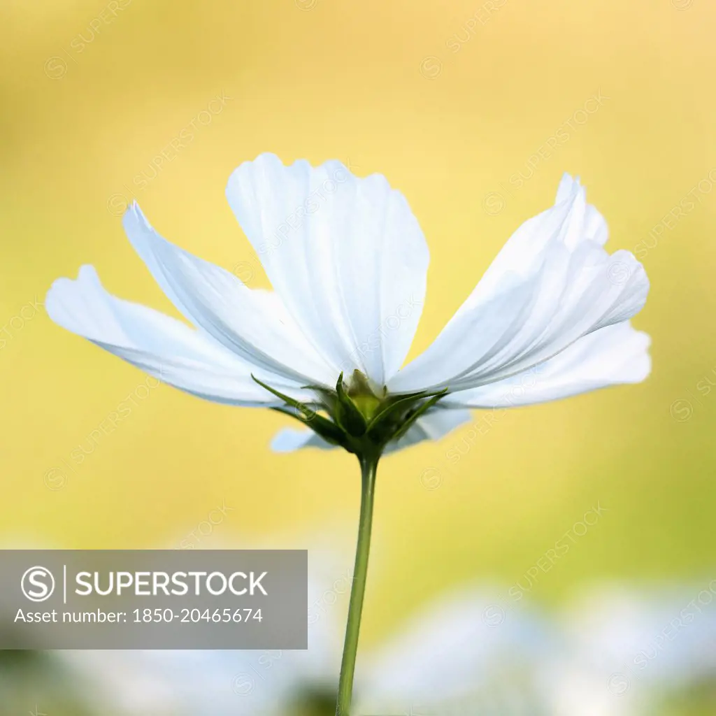 Cosmos bipinnatus 'Purity' against a warm yellow background.  