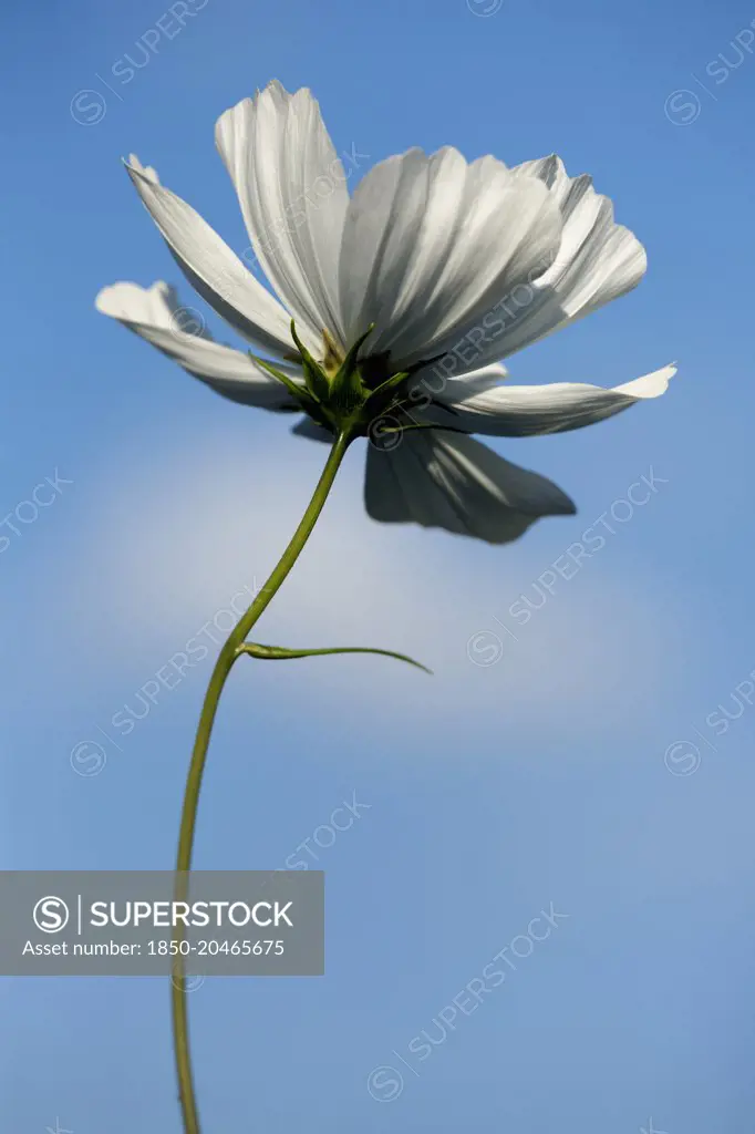 Cosmos bipinnatus 'Purity' seen from underneath against blue sky with a soft white cloud. 