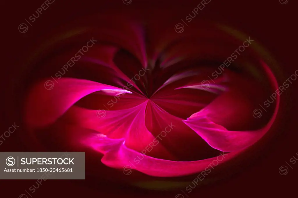 Dahlia, abstract deep red pattern against black. 