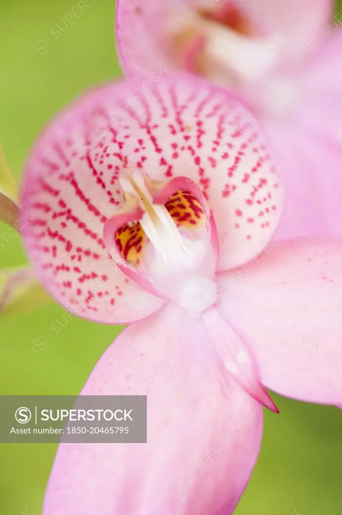 Orchid, Disa orchid, Disa x watsonii orchidae disa x watsonii, deail of the pink flower.    