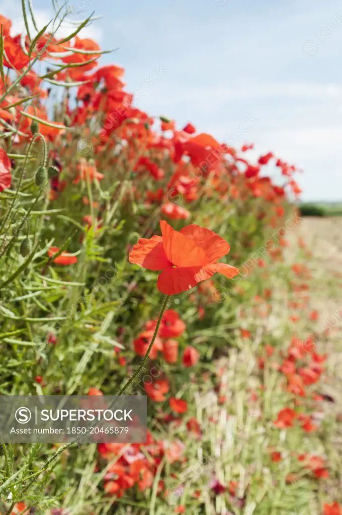Wild poppy, Papaver rhoeas, field of flowers growing in a field with some Oilseed rape growing amongst.    
