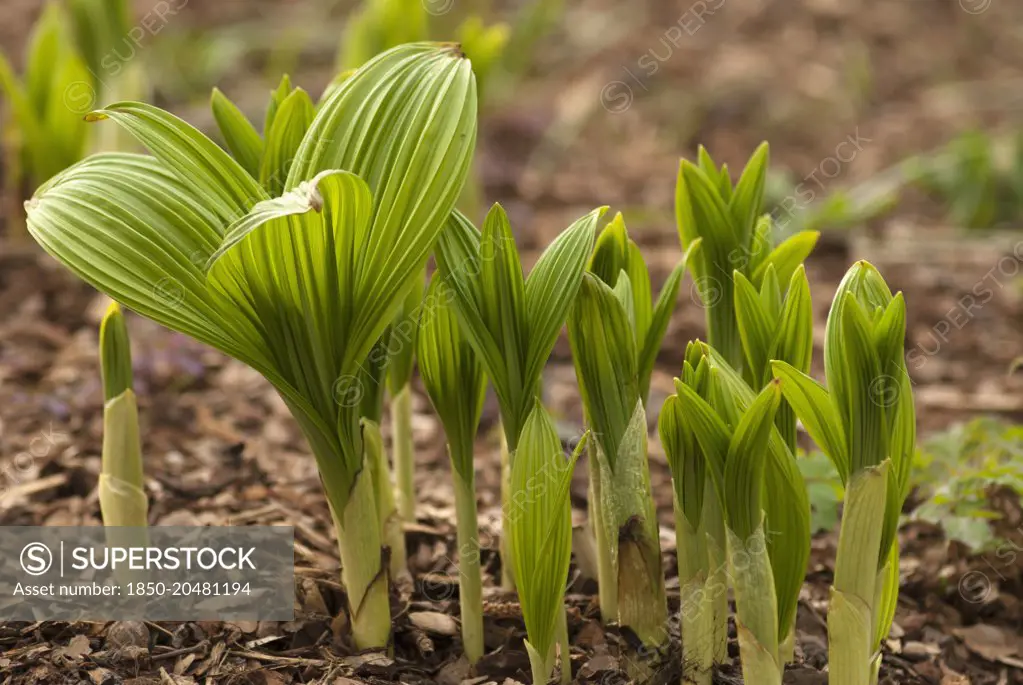 Black false hellebore, Veratrum nigrum, A group of new shoots and leaves emerging in the spring.