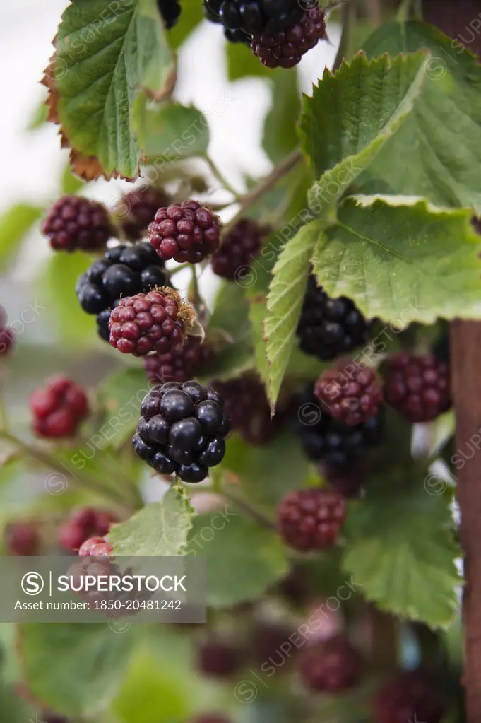 Blackberry, Rubus fruticosus 'Loch Tay', Berries in several stages of ripeness with leaves.