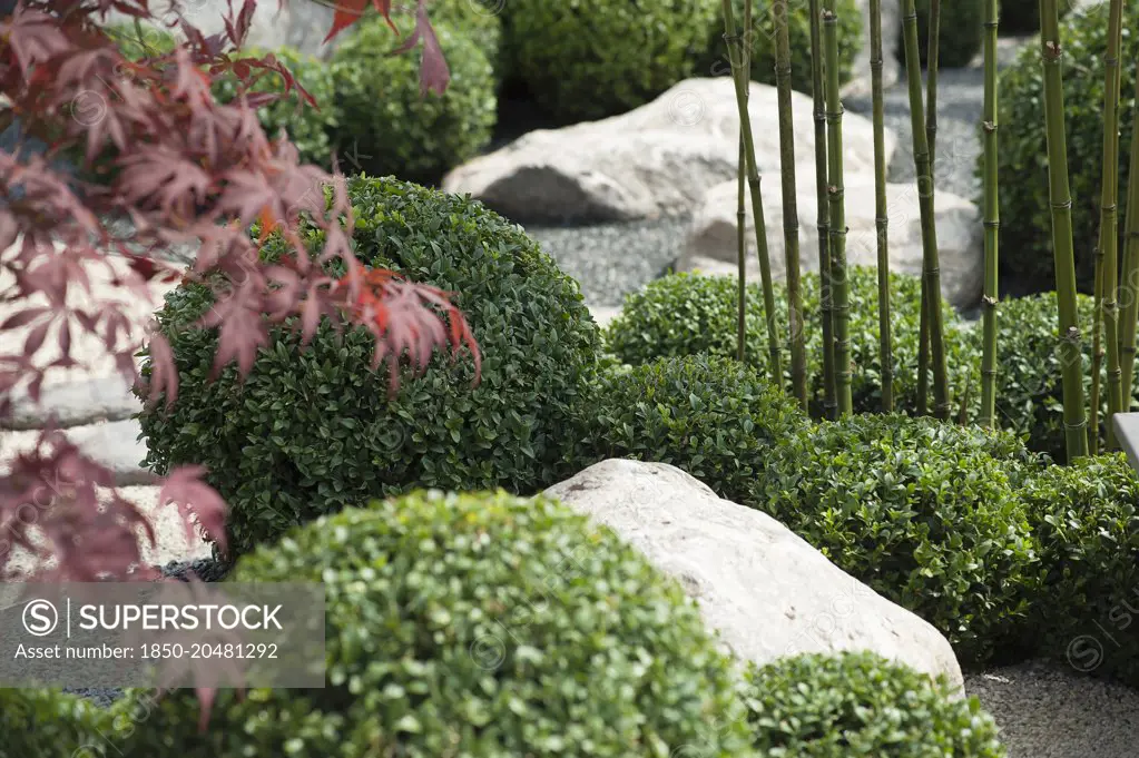 Box, Common Box, Buxus sempervirens, A japanese style planting of box balls with bamboo and Acer palmatum among rocks, part of 'Virtual reality garden' by Bruce Waldock at Hampton Court Palace Flower Show 2011.