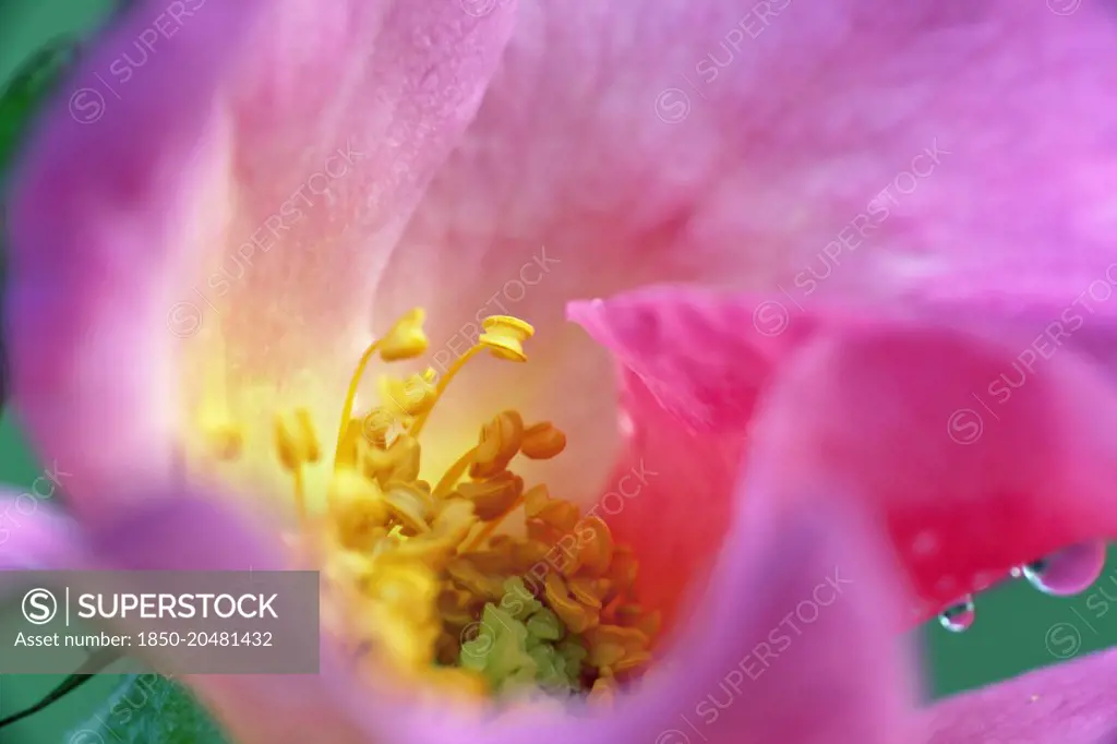 Rose, Rosa 'Summer Breeze', Close view of an open pink flower focusing on the yellow stamens inside with dew drops on the outside of the petals.