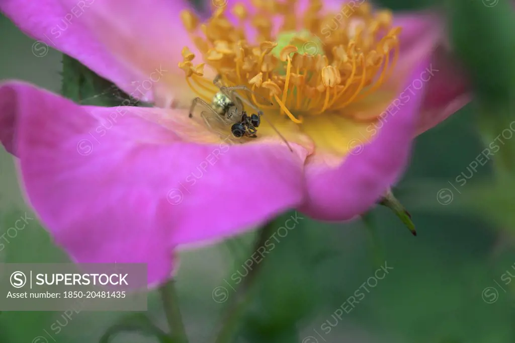 Rose, Rosa 'Summer Breeze', Close cropped view of an open pink flower with an ant on the yellow stamens.