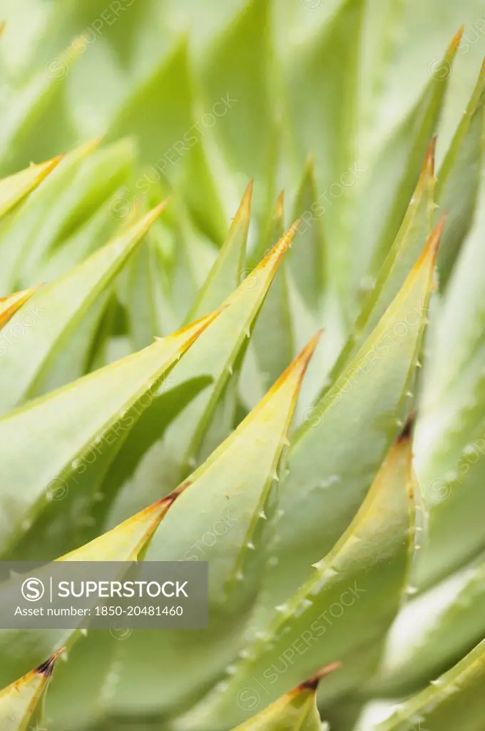 Aloe, Aloe polyphylla, clsoe up showing pattern of spiky leaves.