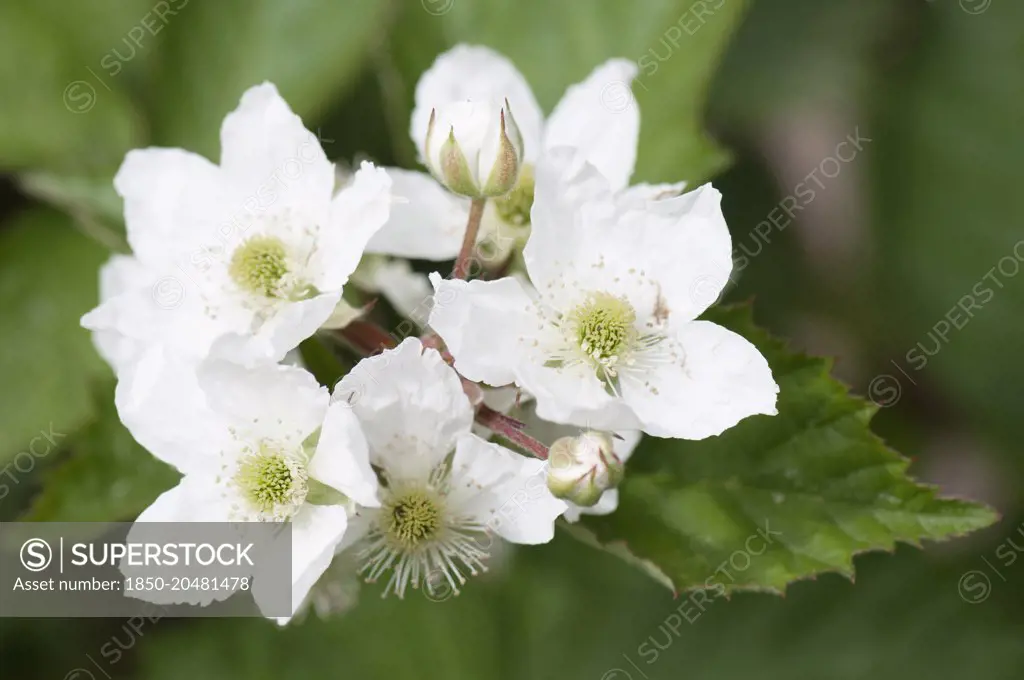 Blackberry 'Loch Tay', Rubus fruticosus 'Loch Tay'