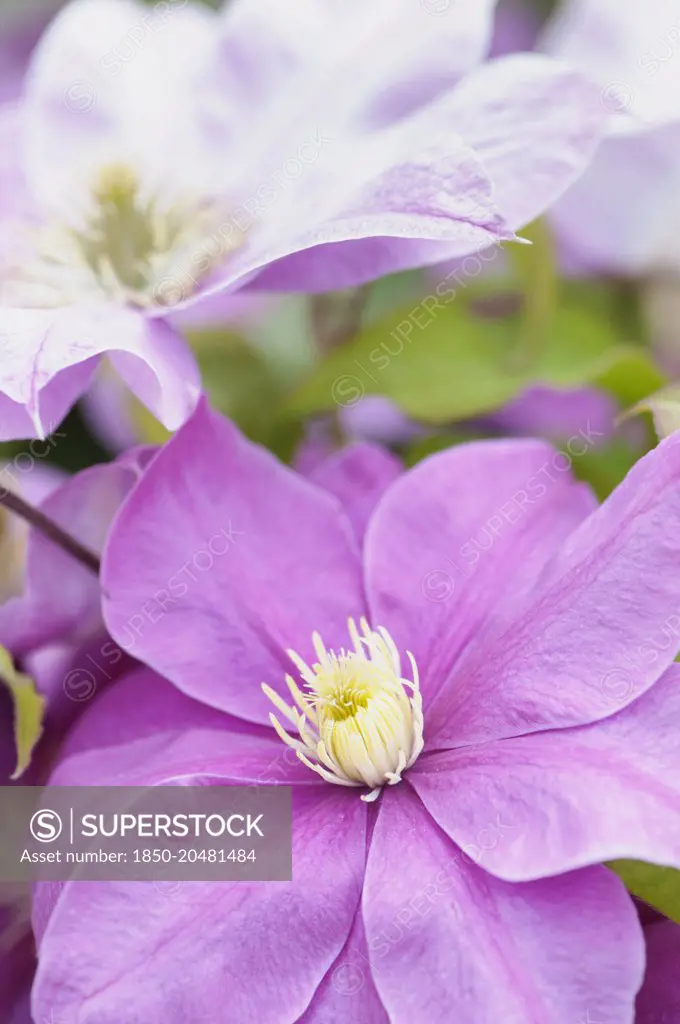 Clematis, Clematis 'Alaina', close up of purple coloured flower showng the stamen.
